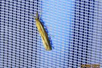 Agriphila tristella