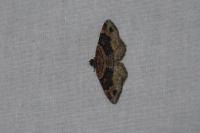 Xanthorhoe spadicearia/ferrugata