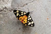 Arctia villica