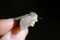 Diaphora mendica