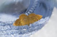 Camptogramma bilineata