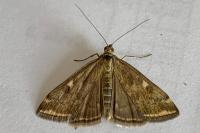 Loxostege sticticalis