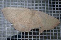 Cyclophora puppillaria