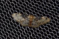 Idaea filicata