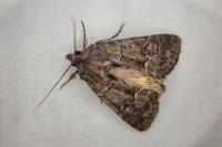 Thalpophila matura