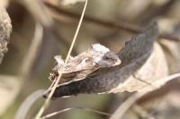 Autographa gamma