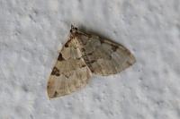 Colostygia pectinataria