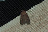 Xestia xanthographa