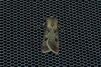 Agrotis exclamationis exclamationis