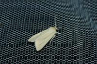Mythimna pallens