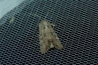Luperina testacea