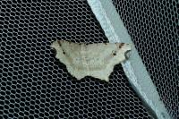 Macaria alternata