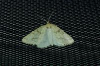 Aspitates ochrearia