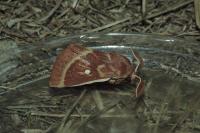 Lasiocampa trifolii trifolii