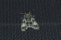 Acronicta megacephala