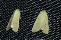 Mythimna vitellina