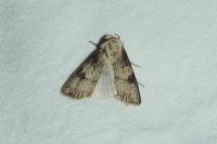 Agrotis puta