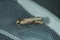 Axylia putris