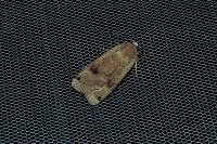 Noctua pronuba