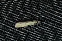 Agriphila geniculea
