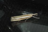 Agriphila selasella