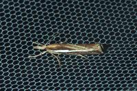Agriphila tristella