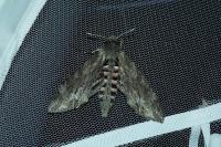 Agrius convolvuli