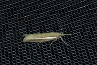 Agriphila tristella