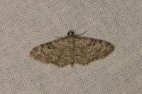 Eupithecia semigraphata
