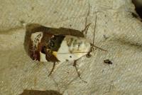 Acontia lucida
