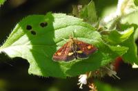 Pyrausta aurata