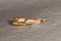 Catoptria pinella