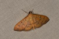 Patania balteata