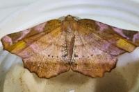 Apeira syringaria