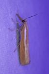 Agriphila tristella