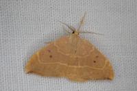 Watsonalla binaria