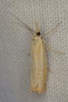 Agriphila straminella