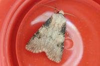 Agrotis puta