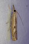 Agriphila geniculea