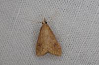 Udea ferrugalis