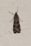 Nomophila noctuella