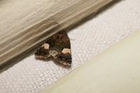 Tyta luctuosa