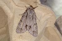 Acronicta psi/tridens