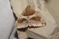 Dysgonia algira