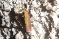 Oncocera semirubella