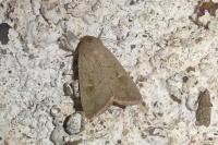 Mythimna ferrago