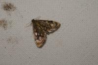 Anania coronata