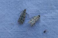 Homoeosoma sinuella
