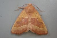 Atethmia centrago