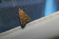 Loxostege sticticalis